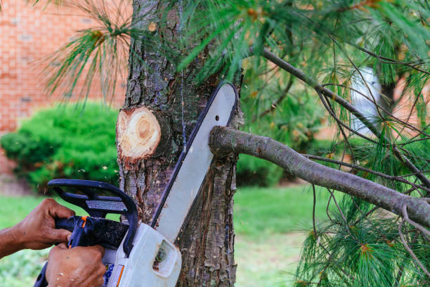 Best Hazardous Tree Removal  in Litchfield Beach, SC